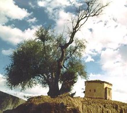 Immagine dell'olivo millenario detto di sant'Agostino a Tagaste