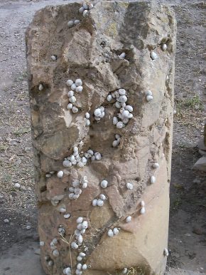 Colonna tronca con chioccioline in un ambiente delle Terme di Julia Memmia