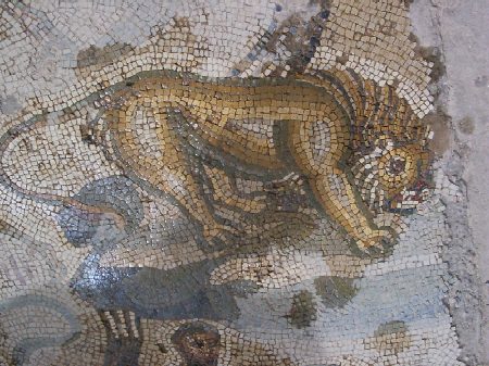 Uno splendido mosaico con un leone della Casa della Nuova Caccia