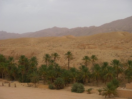 Le palme dell'oasi di Tamerza con sullo sfondo le granitiche montagne