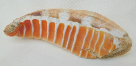 Frammento di chela di mollusco acquatico utilizzato come lisciatoio provenienza: localit di Zizzanorre a Cassago. Questo genere di mollusco viveva nel lago della Valletta durante l'ultima glaciazione Wurm
