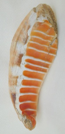 Frammento di chela di mollusco acquatico utilizzato come lisciatoio