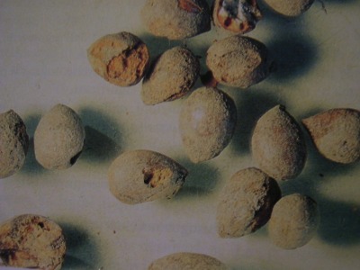 Noccioli mineralizzati di ciliegio da vasca di et romana