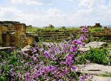 Resti romani a Madaura